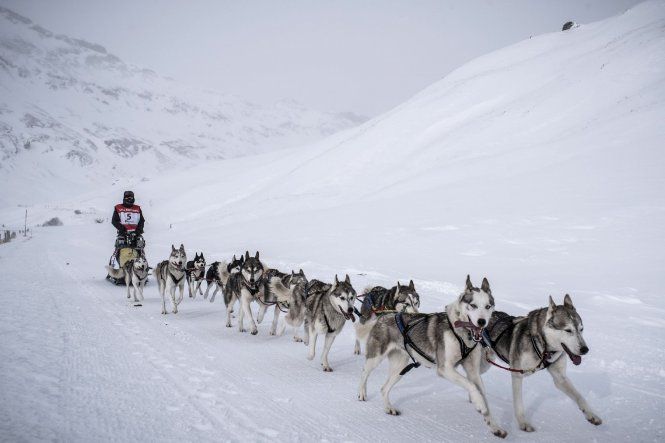 Carrera de trineos tirado por perros La Grande Odisea