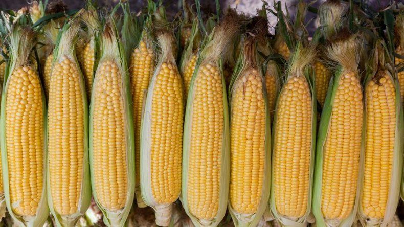 El maíz y la soja suben en Chicago, ayudados por las exportaciones