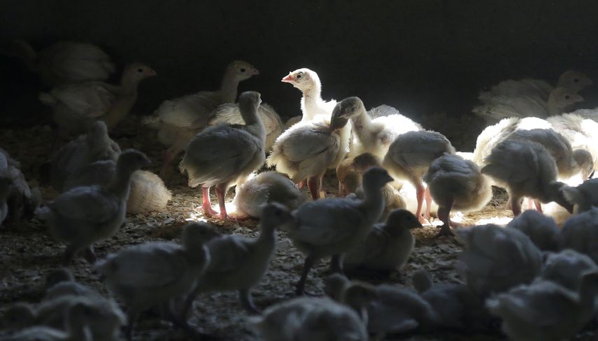 El brote del 2015 llevó a los productores a sacrificar 33 millones de gallinas en Iowa.