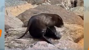 Avistan un león marino en Taboga.
