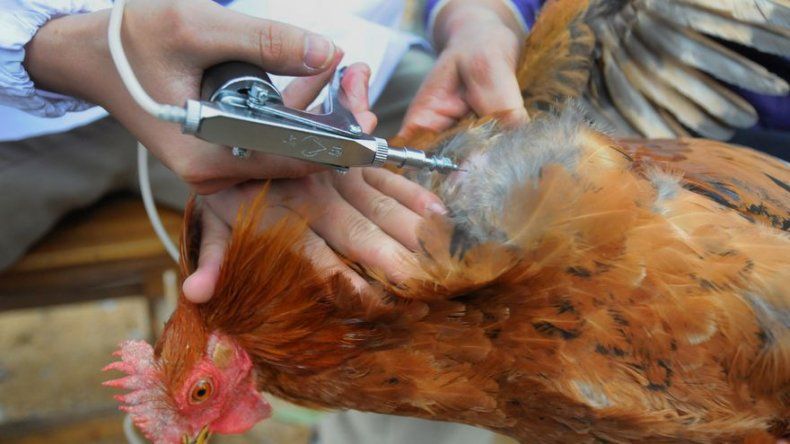 Terrientes sorprendido por paro de veterinarios pese a negociaciones