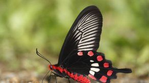 Identifican gen de protección a una mariposa