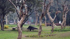 Alcaldía avanza con plan de arborización en la Capital
