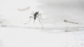 20 nuevos casos de zika