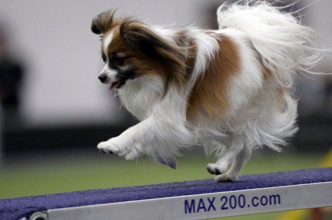 Perros muestran sus habilidades en concurso