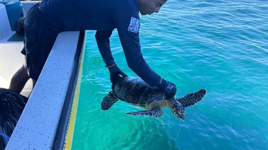 Tortuga carey en el Parque Nacional Coiba.
