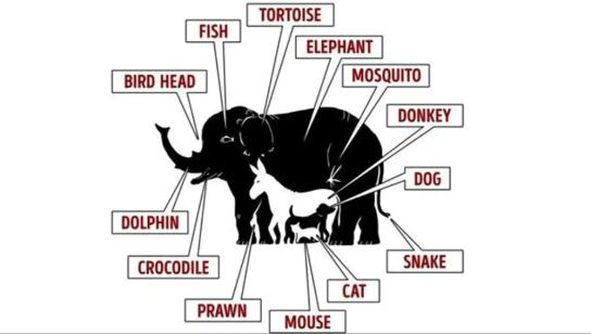 Respuesta del acertijo visual Respuesta del acertijo visual