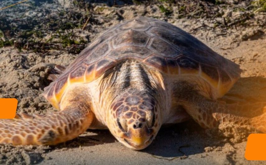 La tortuga boba y su asombroso uso del campo magnético como mapa natural