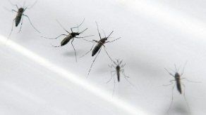 Minsa detecta nuevos casos de chikungunya en Panamá y San Miguelito