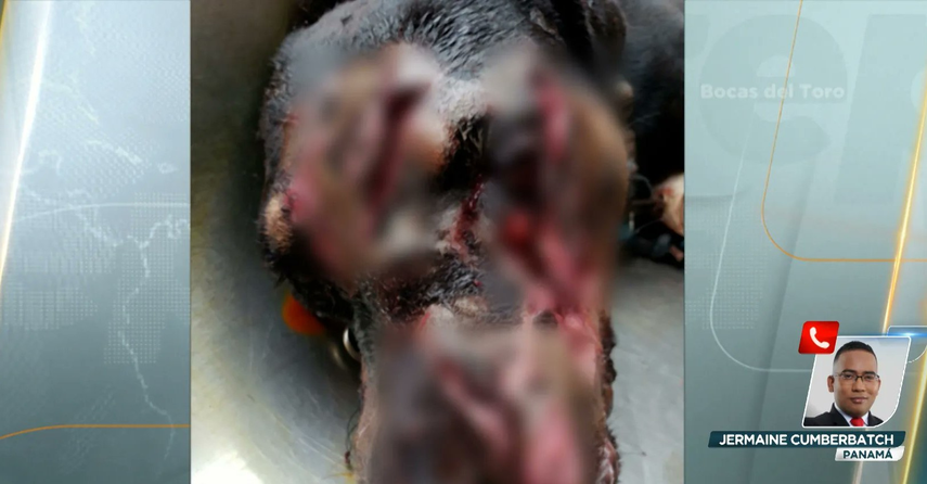 Ordenan reporte periódico a hombre que mató a un perro a machetazos en Los Santos