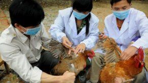 Existen dos vacunas que podrían ayudar a crear inmunización para el H7N9