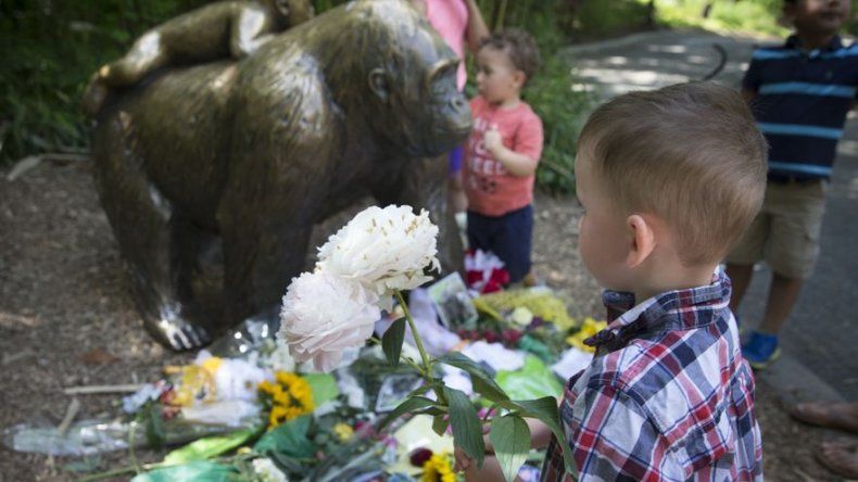 Tras matar a Harambe, zoo reabre exhibición de gorilas