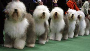 Científicos británicos miden el cociente intelectual (CI) de los perros