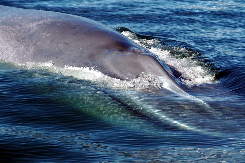 Las ballenas azules aún están en peligro de extinción. Migran entre zonas de alimentación cerca de los polos y zonas de reproducción en los trópicos. Las ballenas azules aún están en peligro de extinción. Migran entre zonas de alimentación cerca de los polos y zonas de reproducción en los trópicos.