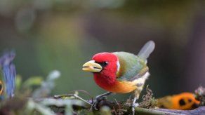 El avistamiento de aves para ciegos amplía la inclusión en Colombia