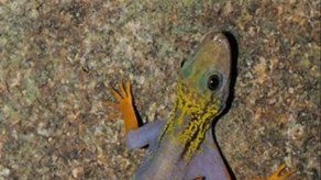 Nuevas especies en Asia: Lagartija sicodélica y mono Elvis