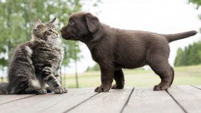 ¿Cuál es la principal causa de la rivalidad entre perros y gatos?