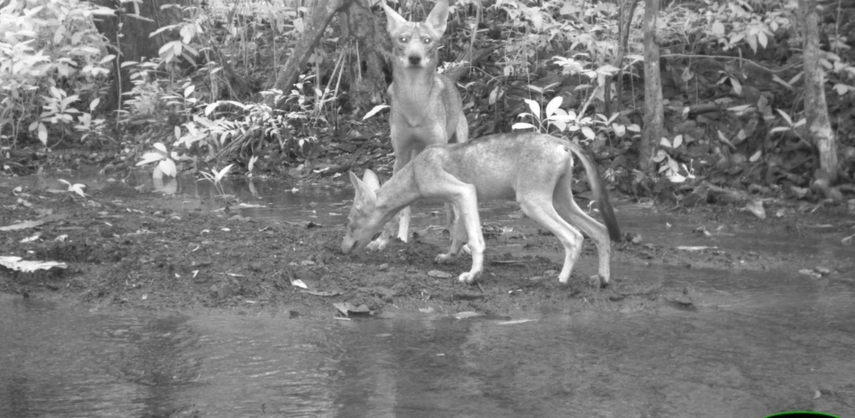 MiAmbiente reitera a productores tomar medidas tras aumento de ataques