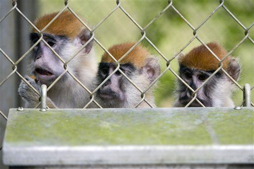 Cazan monos en Puerto Rico para evitar infecciones