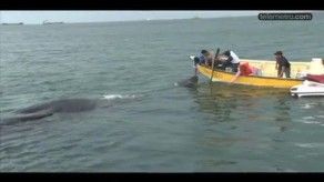 Buque arrastra ballena hasta Coco Solo en Colón