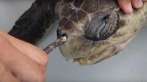 Sufrimiento de tortuga por pajilla en nariz llama a reducir uso de plástico
