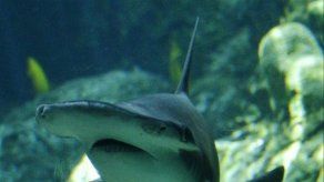 Aplauden en Panamá protección a tiburón martillo y mantas