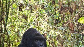 El gorila más grande del mundo está en inminente peligro