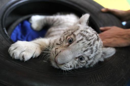 Video: Presentan en Perú primer tigre blanco nacido en cautiverio