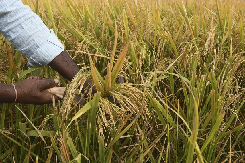Los cultivos de Arroz no han recibido un buen mantenimiento por falta de insumos que han podido llegar a los productores debido al paro nacional