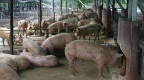Panamá aplica salvaguardia especial agrícola a productos de cerdo importado de EEUU