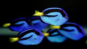 Científicos logran criar en cautiverio al pez Dory