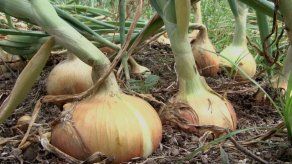 MIDA y cadena agroalimentaria solicitarán importación de 60 mil quintales de cebolla MIDA y cadena agroalimentaria solicitarán importación de 60 mil quintales de cebolla