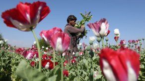 La producción de opio en Afganistán sube un 87% en 2017