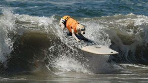 Los perros también pueden surfear