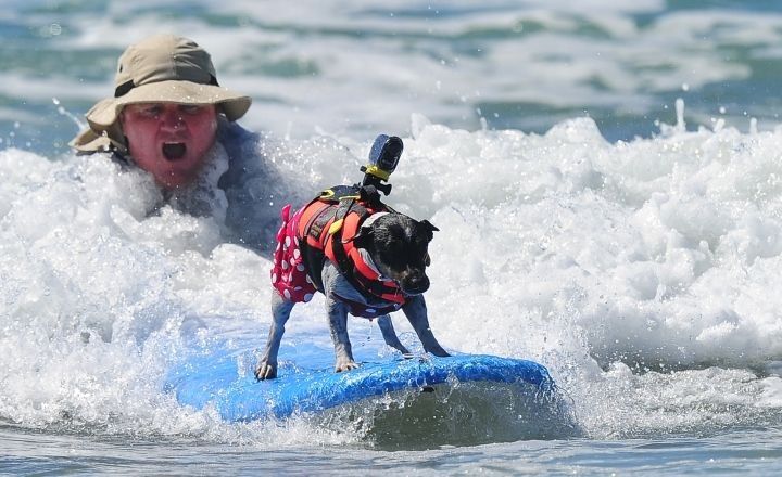Concurso Anual de Perros Surfistas