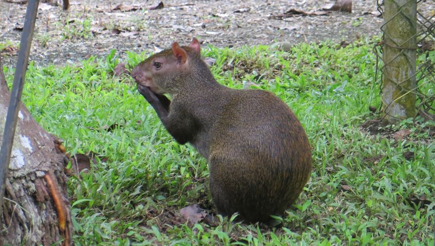 Caza ilegal de fauna silvestre