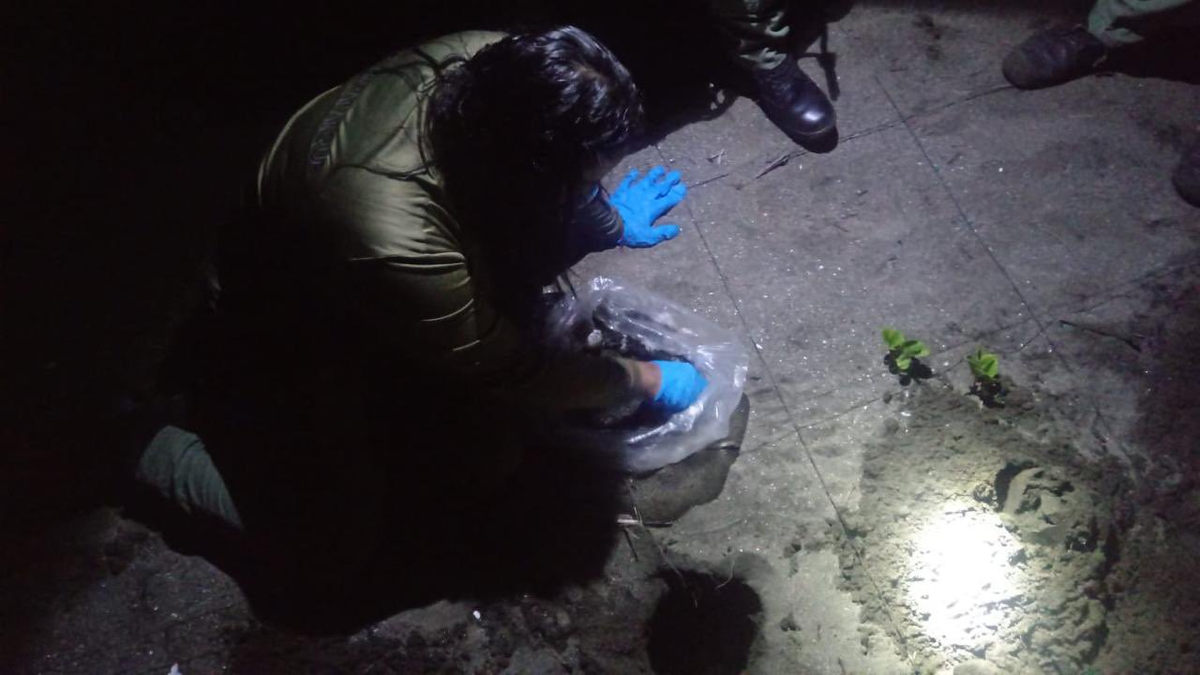 Guardaparques protegen huevos de tortuga lora en Isla Cañas Guardaparques protegen huevos de tortuga lora en Isla Cañas