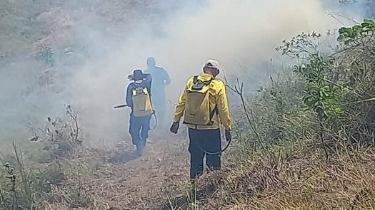 Incendio forestal en Altos de Campana arrasa con 8 hectáreas de vegetación