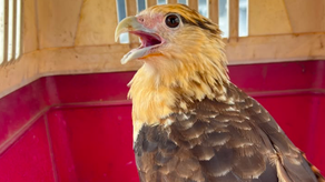 MiAmbiente rescata caracara, babillo, ocho crías de zarigüeya