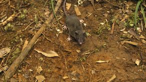 A las musarañas cuyos nombres de especies significan cosas como “cola peluda” y “larga” se les ha unido “Crocidura mediocris”, “C. normalis”, “C. ordinaria” y “C. solita”
