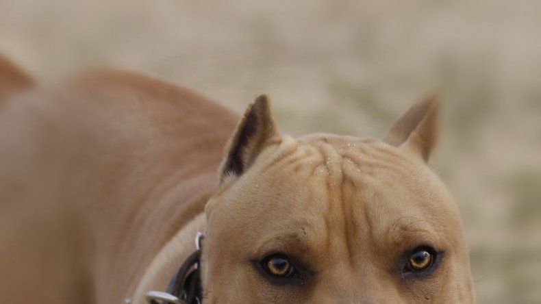 Marroquí encierra y vigila con un pitbull a su esposa durante ocho años