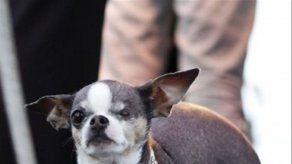 ¿Cuán inteligentes son los delfines y los perros?