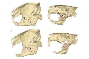 Descubren el cráneo de mamífero prehistórico Gondwanatheria