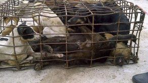 Industria canina amenaza con exterminar al perro de noreste de Tailandia