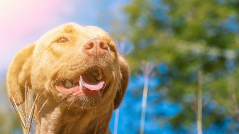 7 Aplicaciones recomendadas, si amas los perros