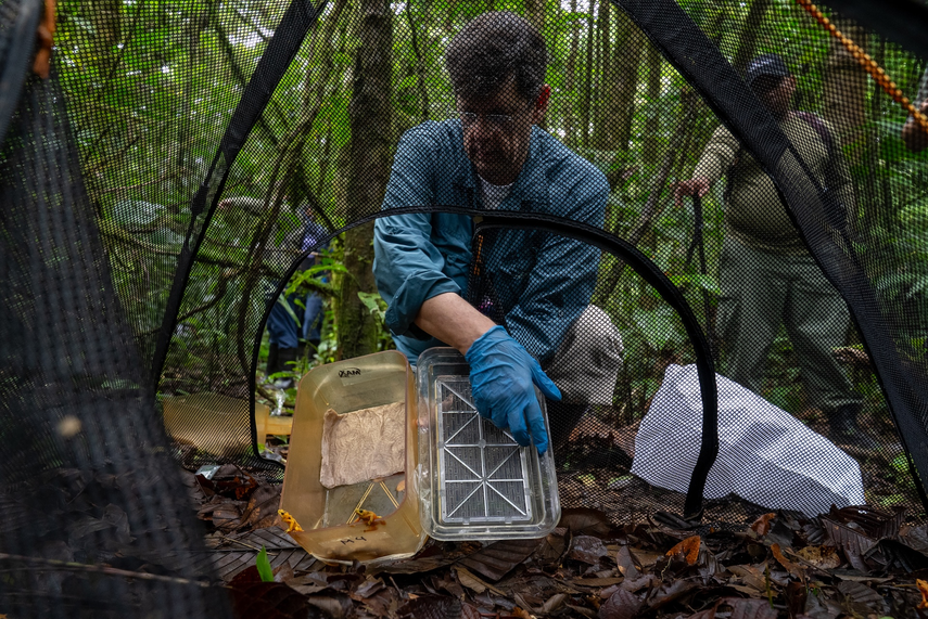 Las ranas pasaron inicialmente 12 semanas en los mesocosmos.
