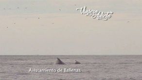 ¿Dónde disfrutar del avistamiento de ballenas en Panamá?