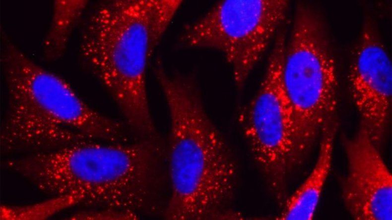 Científicos españoles encuentran un orden en el caos del melanoma