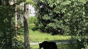 Rumbo a ser sacrificado