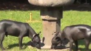 El xoloitzcuintle: símbolo canino de México